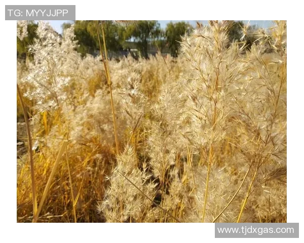 与刘芳畅聊王者荣耀的成长历程与职业生涯的点滴回忆实时数据 与刘芳畅聊王者荣耀的成长历程与职业生涯的点滴回忆实时数据